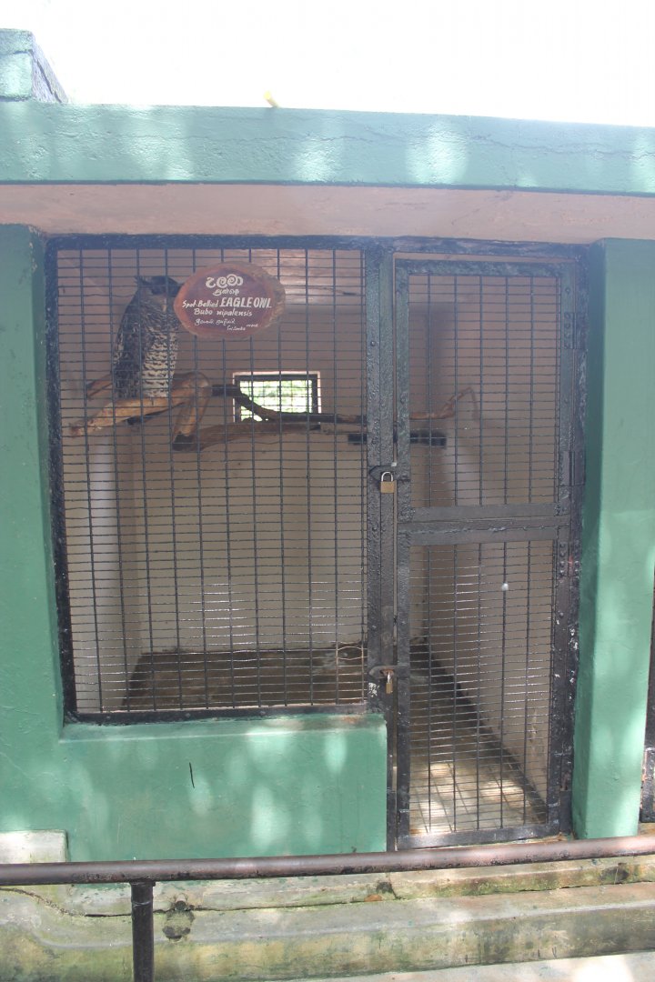 Spot-bellied Eagle Owl (Bubo nipalensis)