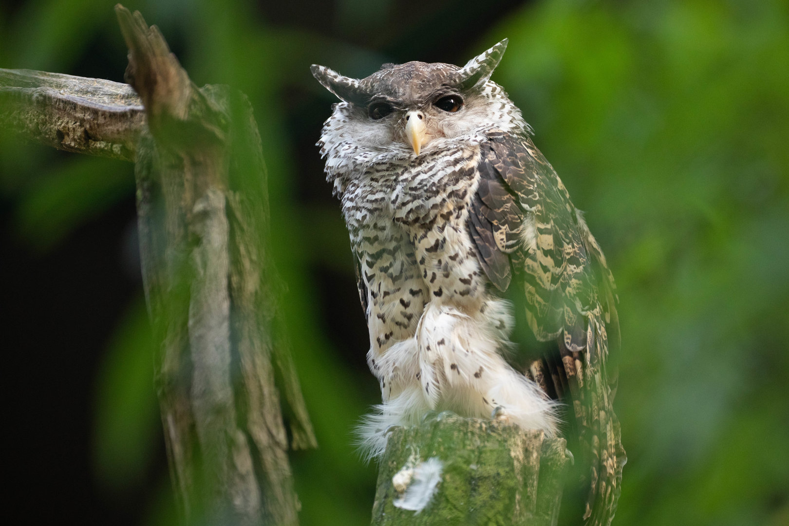 Spot-bellied eagle-owl (Bubo nipalensis)
