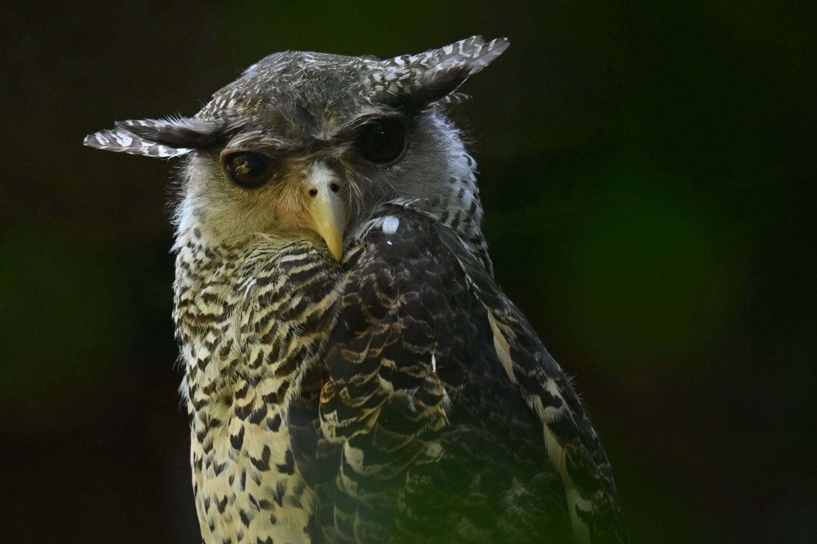 Spot-bellied Eagle-Owl Bubo nipalensis
