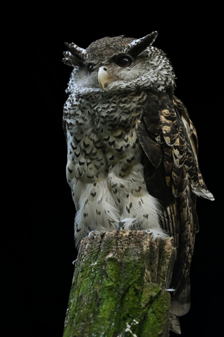 Spot-bellied Eagle-Owl Bubo nipalensis