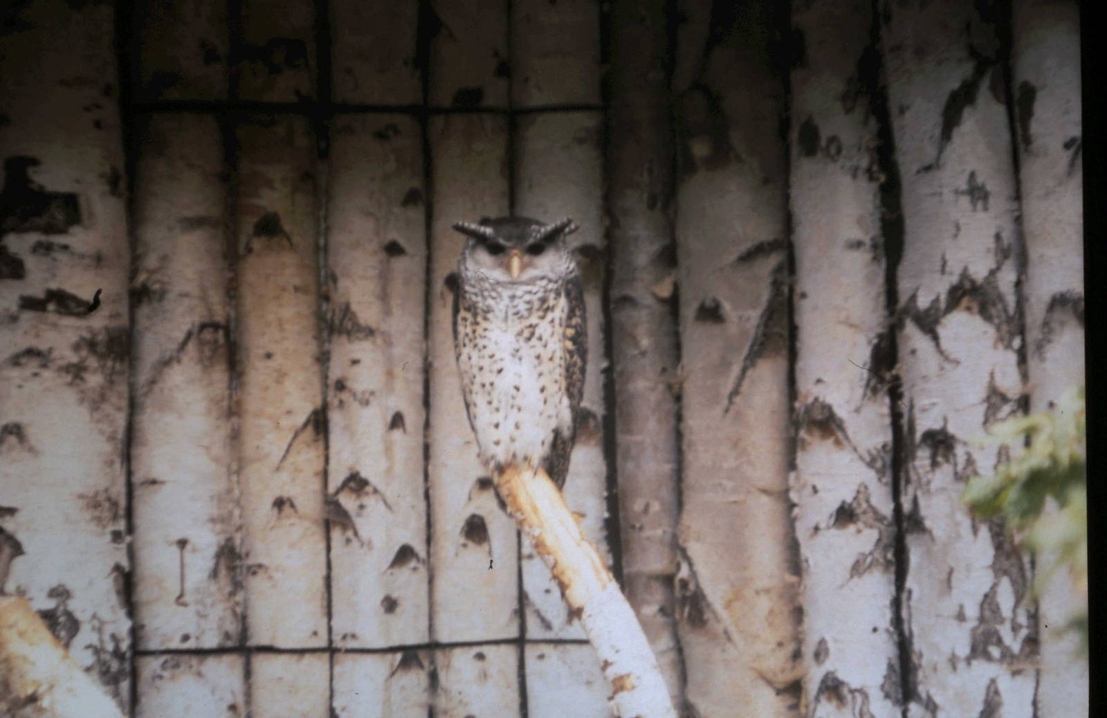 spot-bellied eagle-owl