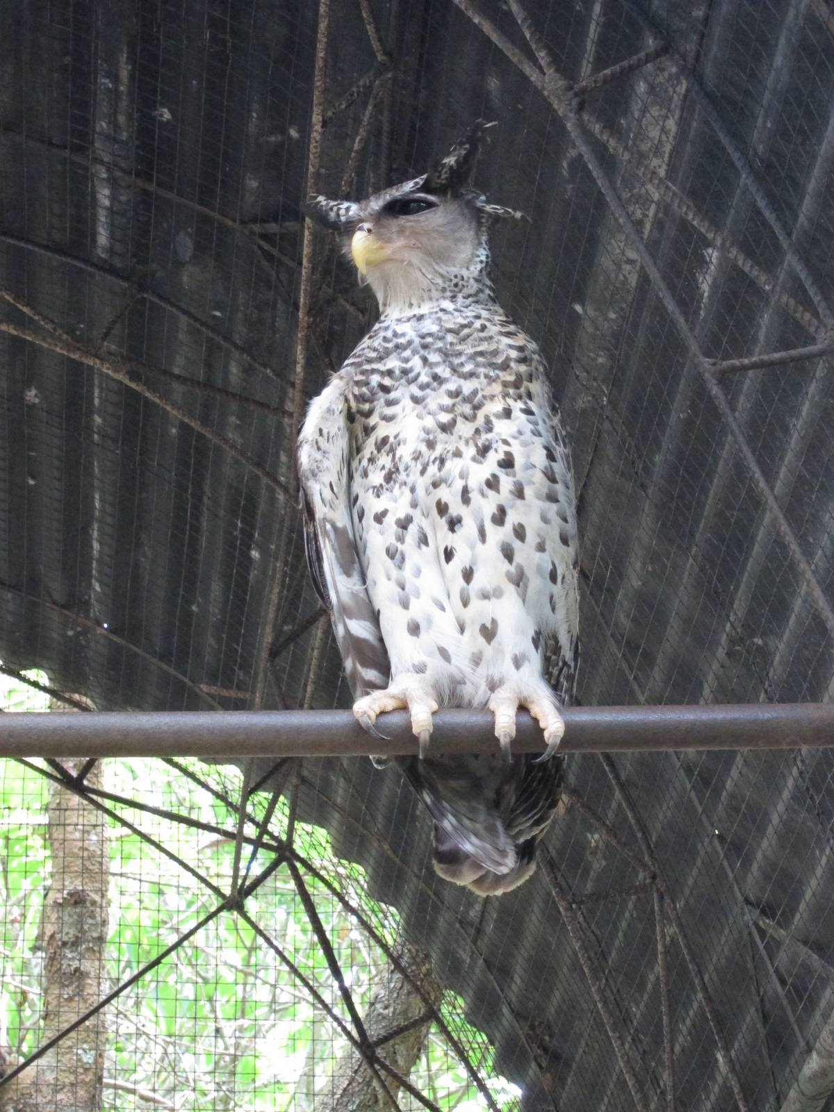 Spot-bellied Eagle Owl
