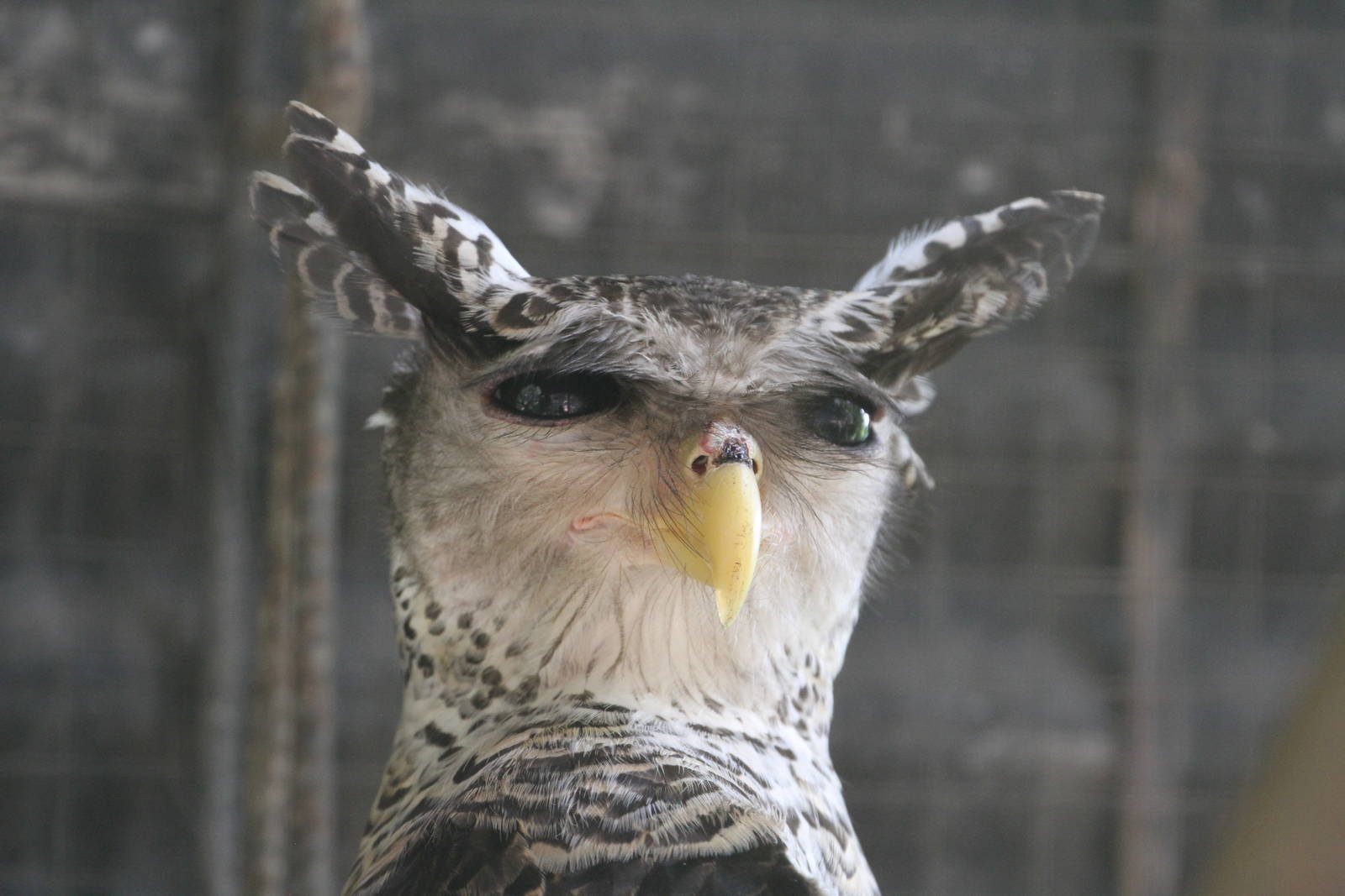 Spot-bellied Eagle Owl
