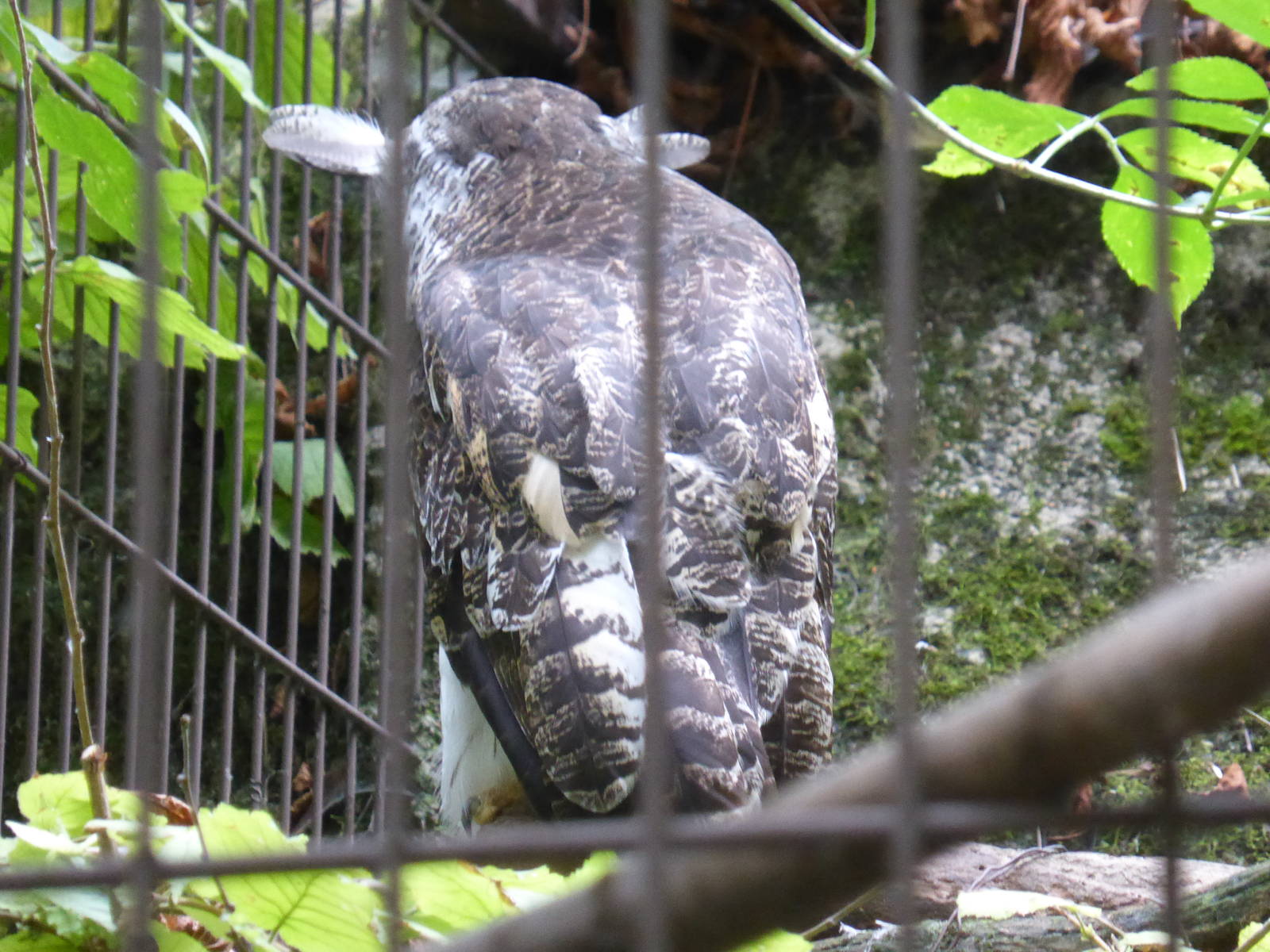 Spot-bellied eagle owl
