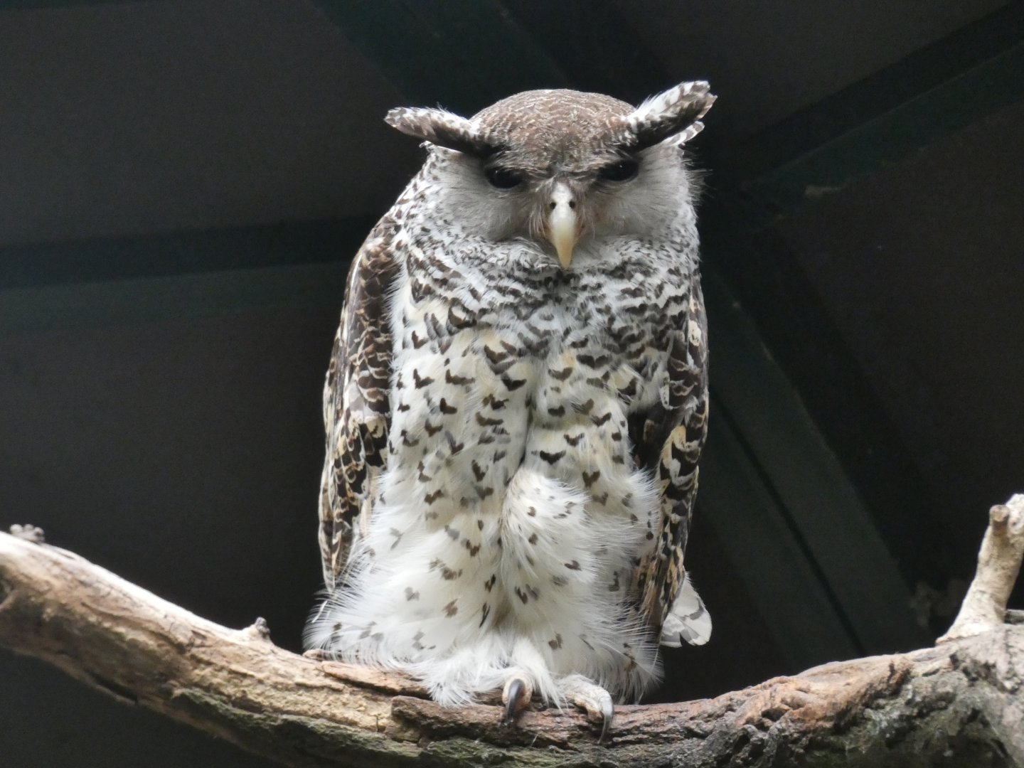 Spot-bellied Eagle-owl