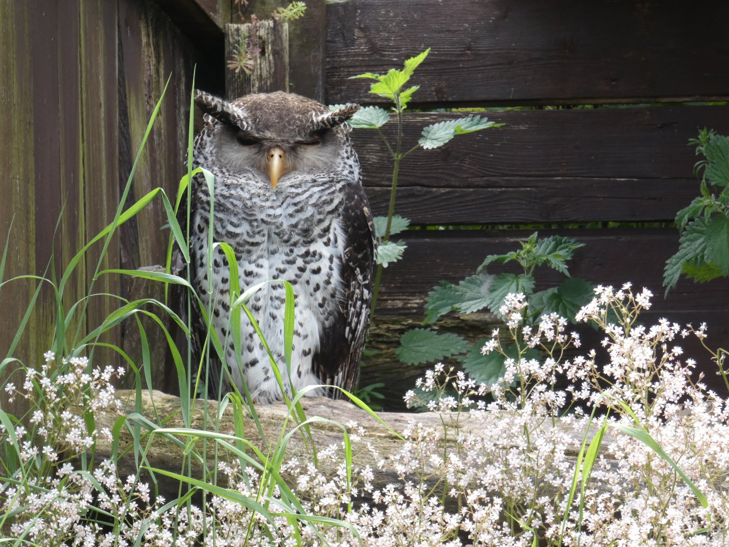 Spot-bellied eagle-owl