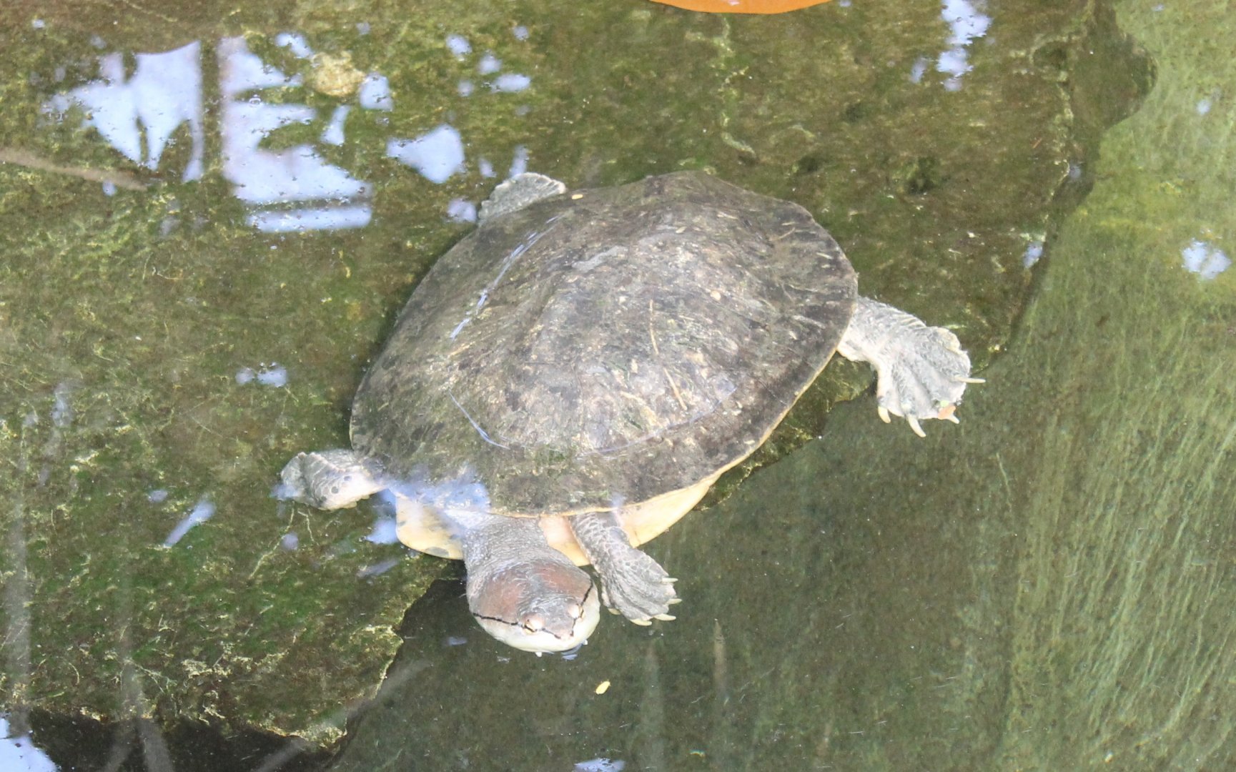 Spot-bellied side-necked turtle