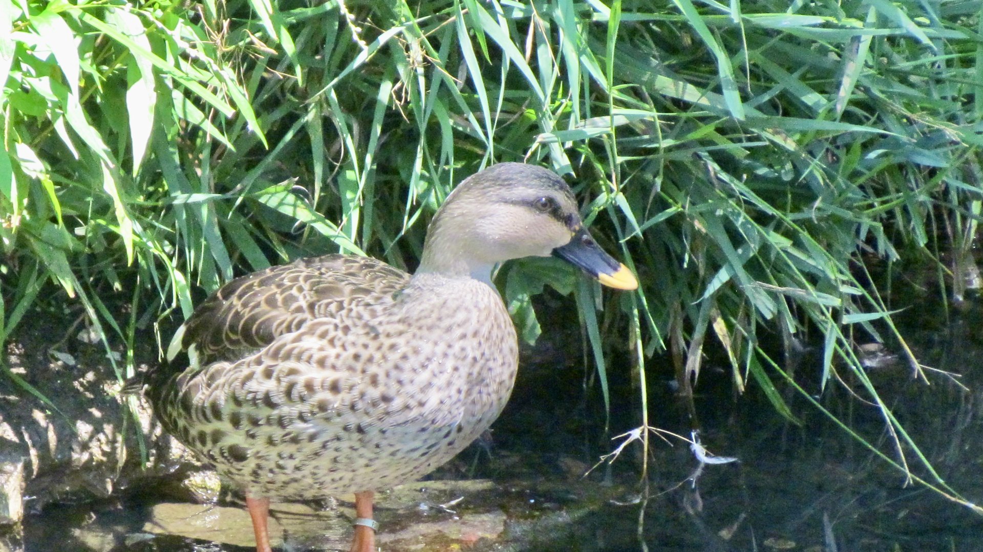 Spot-billed Duck ID?