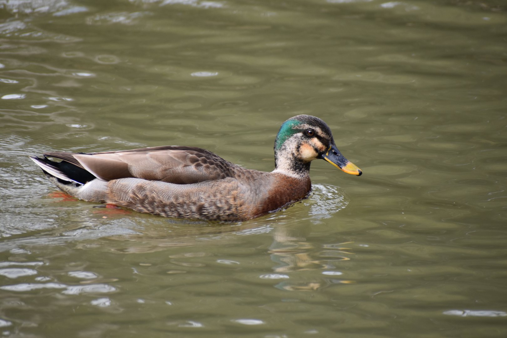 Spot Billed Duck x Mallard Hybrid ~ Arisugawa Park