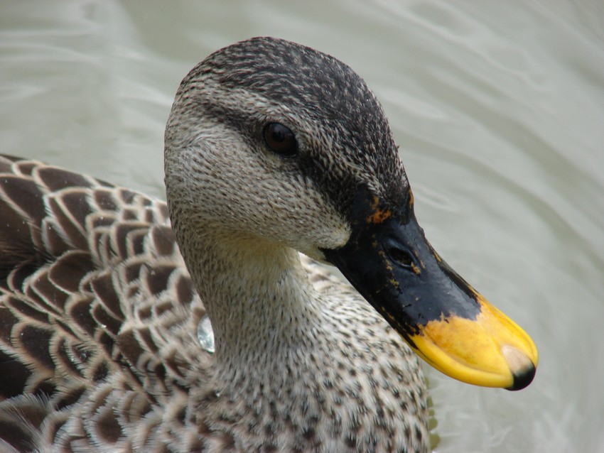 Spot-billed duck