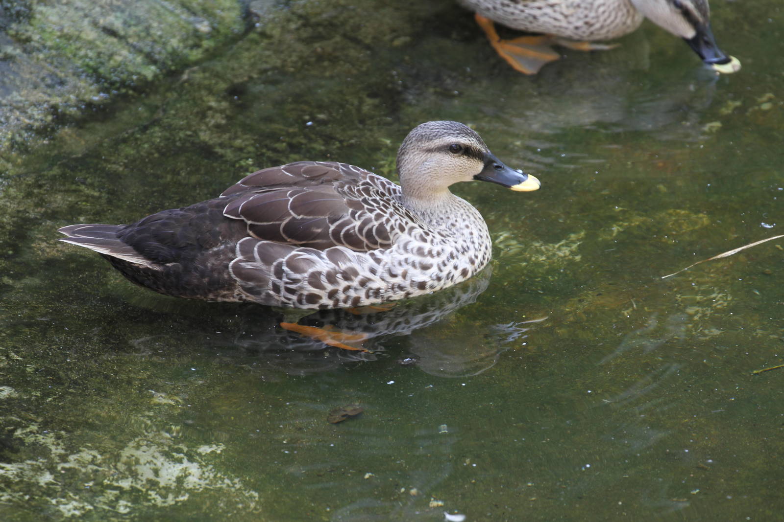 Spot-billed Duck