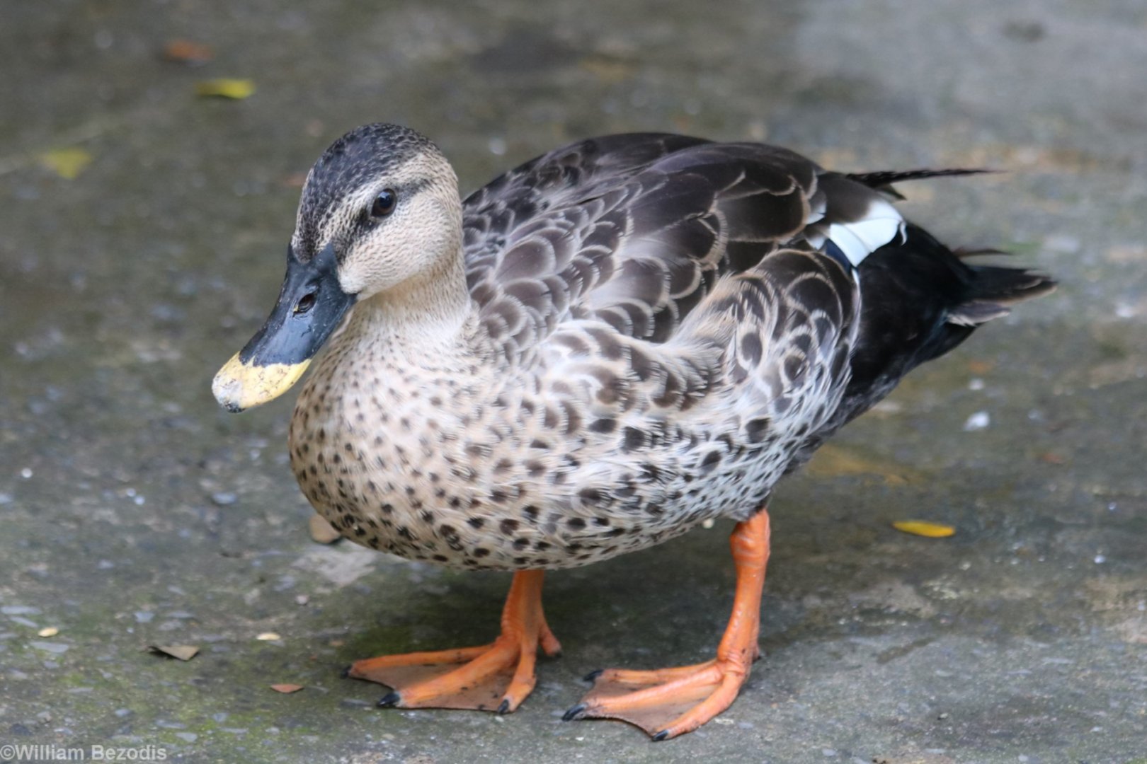 Spot-billed Duck