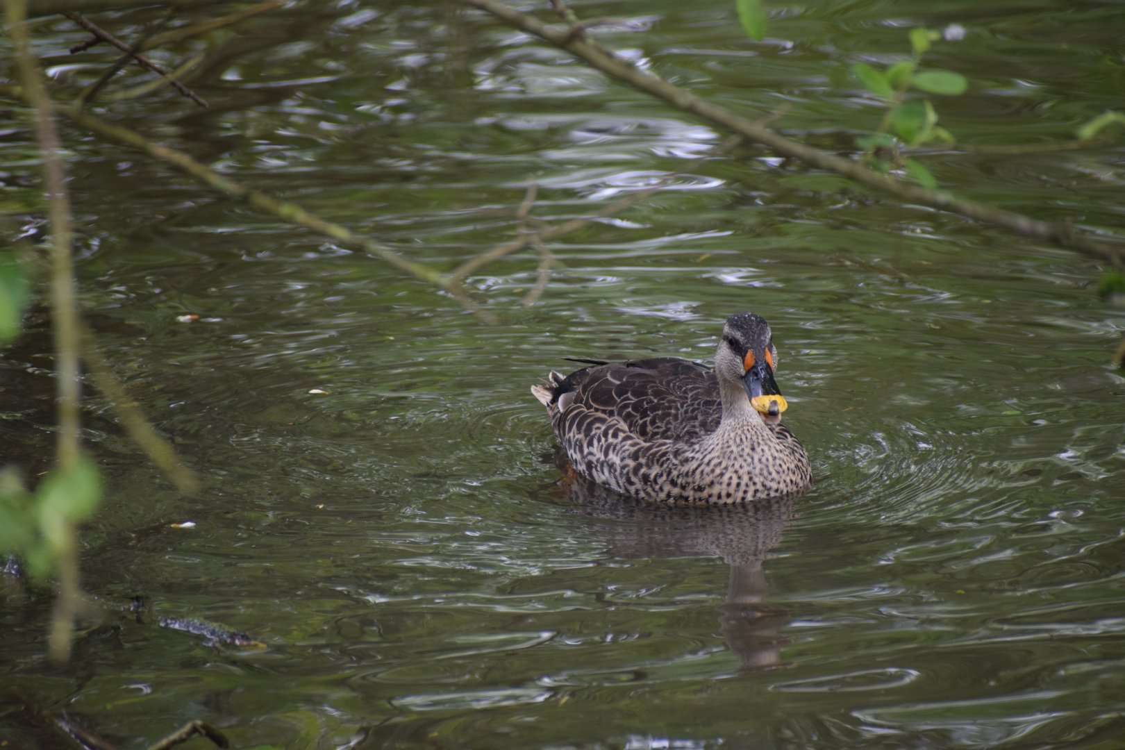 Spot-billed duck