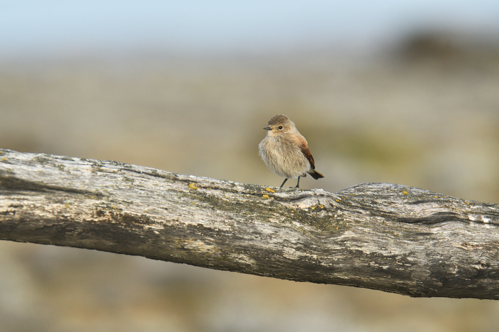Spot-billed Ground-Tyrant Muscisaxicola maculirostris
