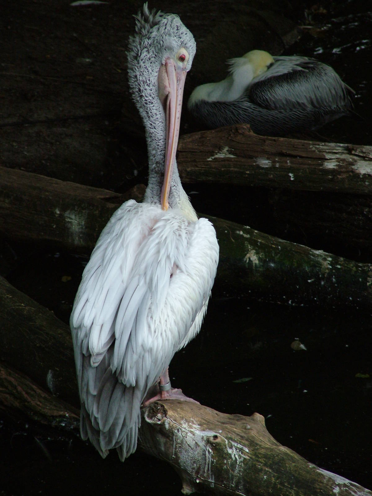 Spot-billed Pelican at Tierpark Berlin, 30/08/11