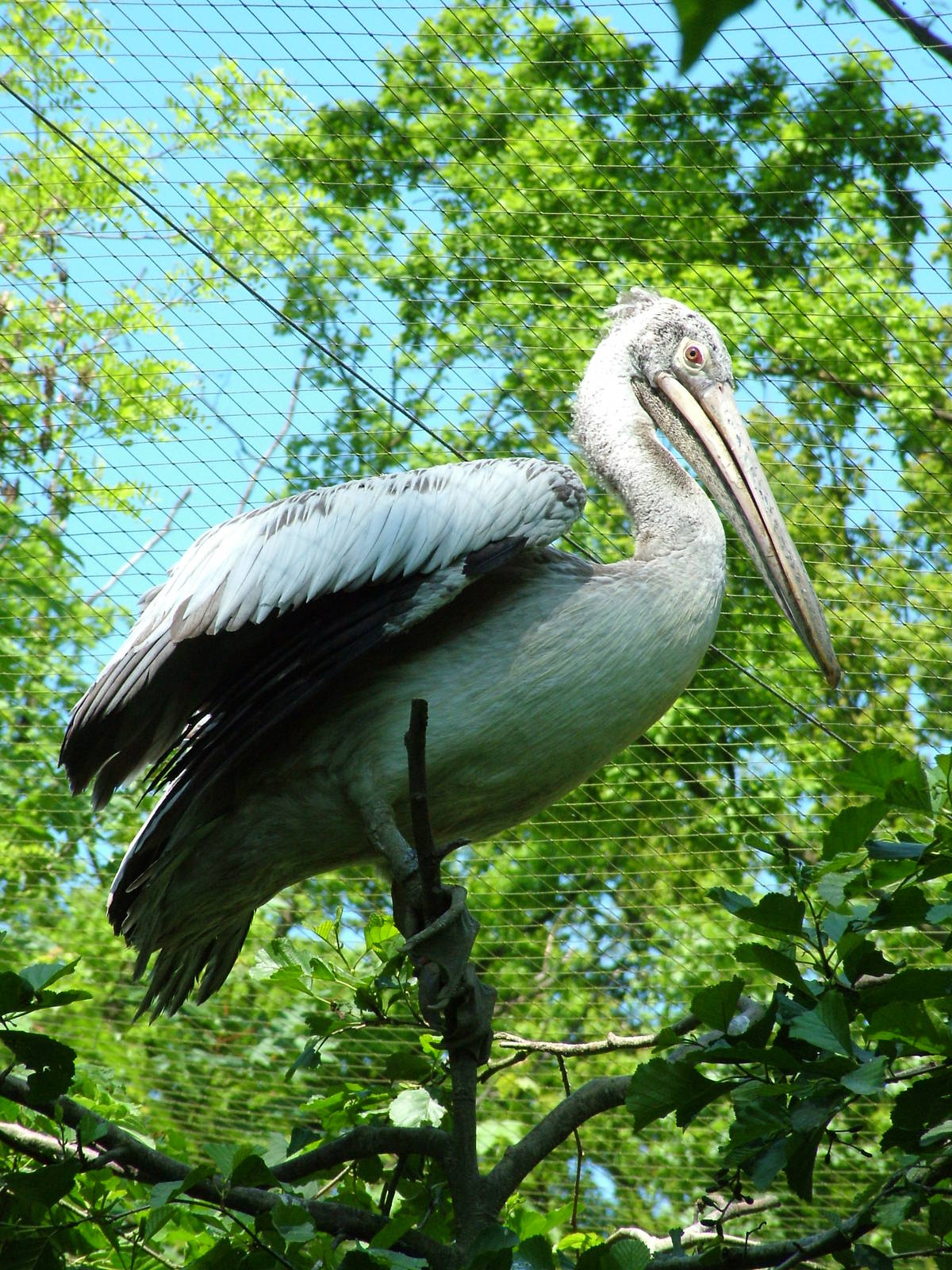 Spot-billed Pelican at Zlin, 28/05/10