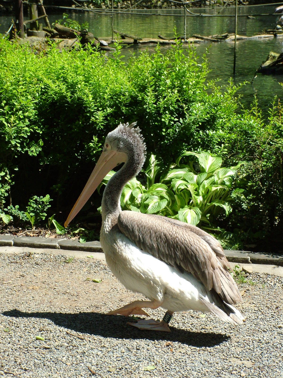 Spot-billed Pelican at Zlin, 28/05/10