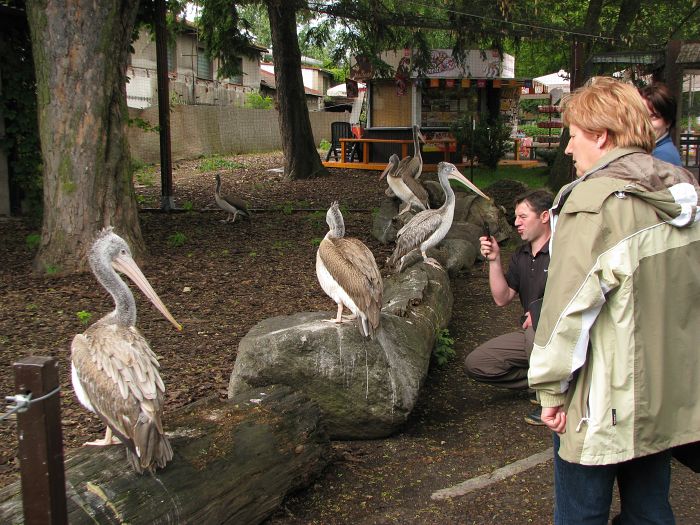 Spot-billed pelican aviary