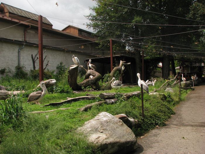 Spot-billed pelican aviary