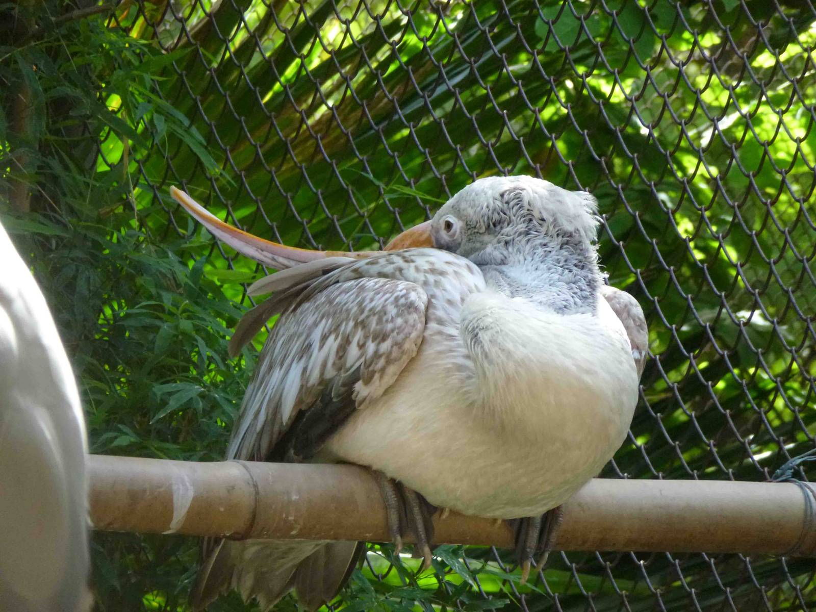 Spot-billed pelican, July 2013.