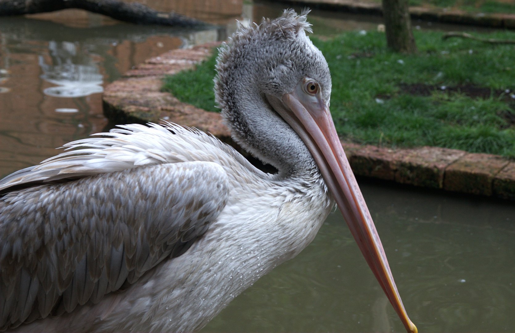 Spot-billed Pelican (Pelecanus philippensis), 11-09-25