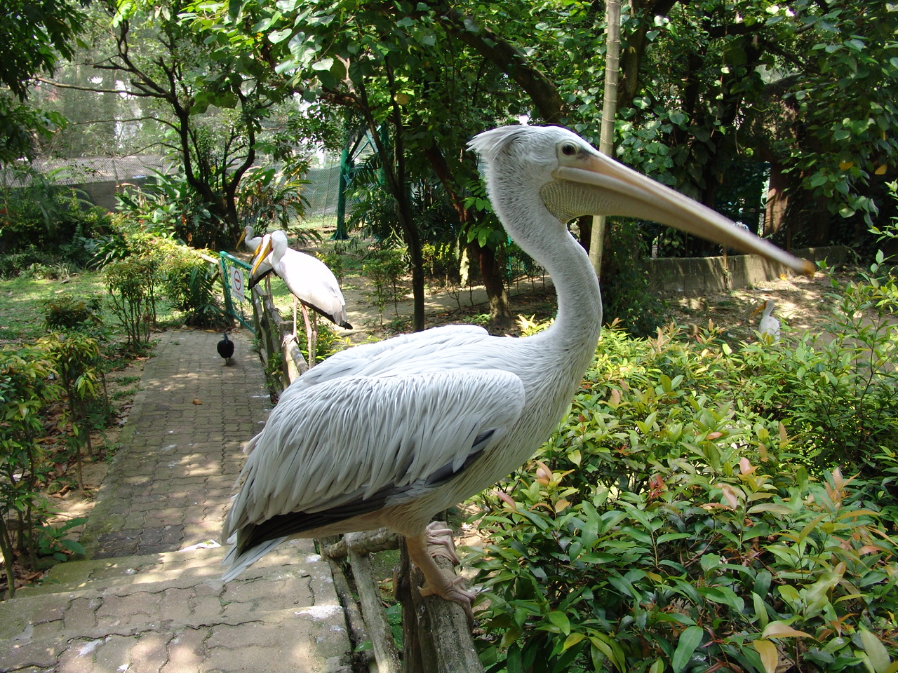 Spot-billed Pelican (Pelecanus philippensis)