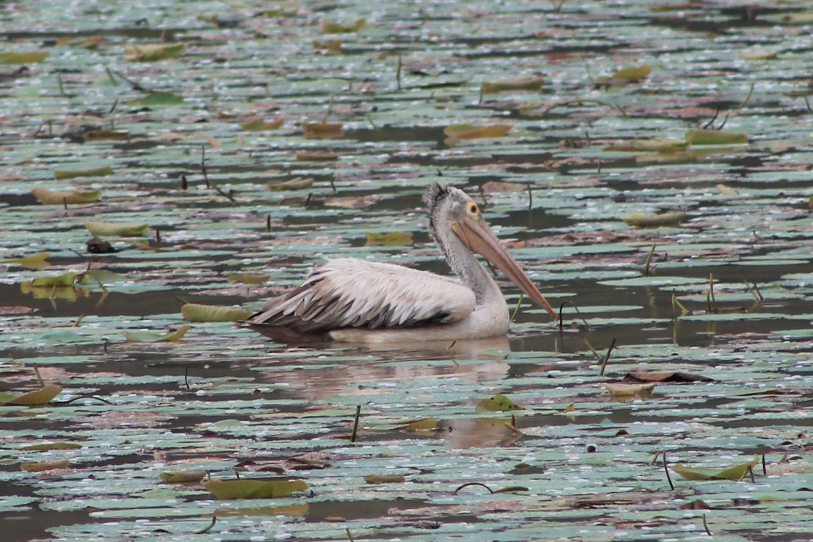 Spot-billed Pelican (Pelecanus philippensis)
