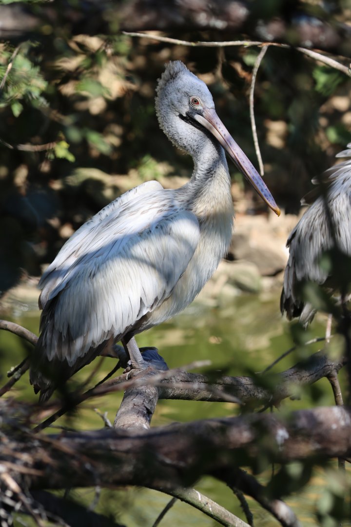 Spot-billed pelican (Pelecanus philippensis)