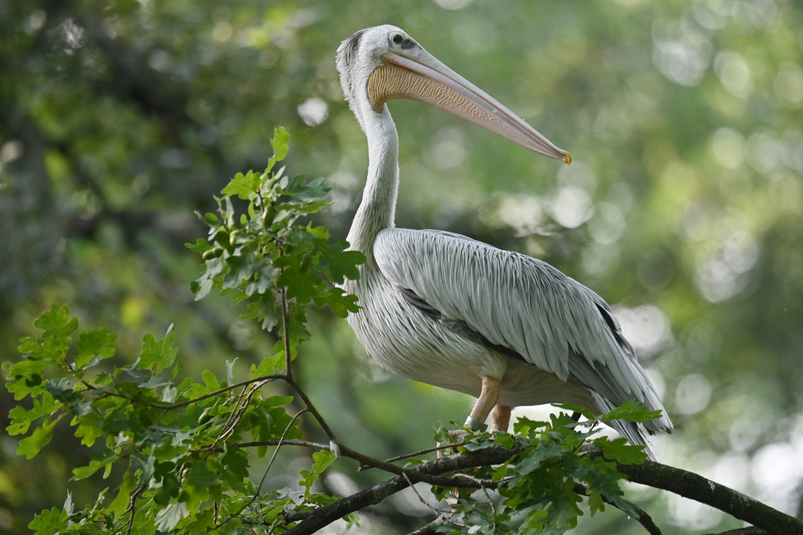 Spot-billed Pelican Pelecanus philippensis