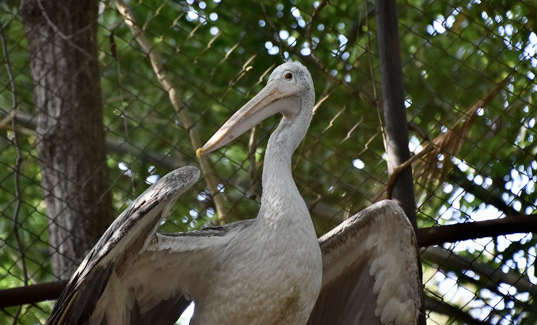 Spot-Billed Pelican (Pelecanus philippensis)