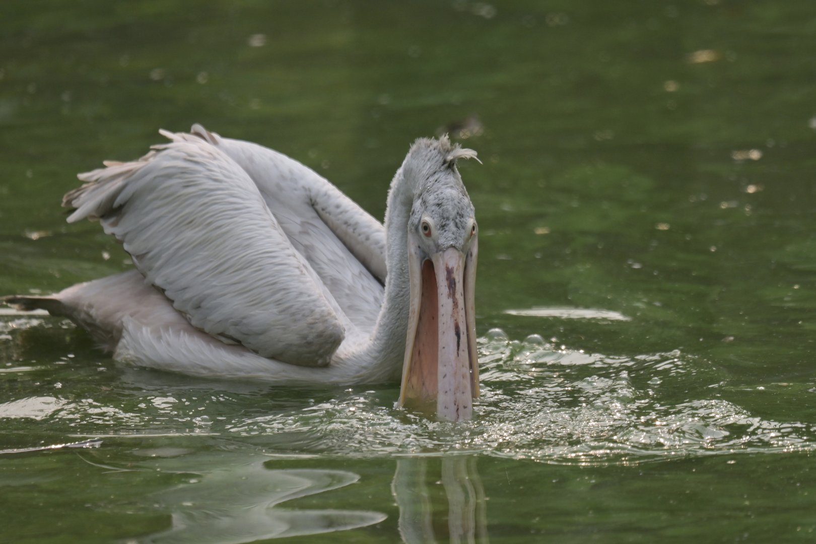 Spot-billed pelican Pelecanus philippensis