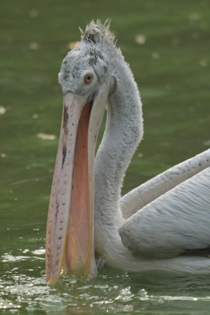 Spot-billed pelican Pelecanus philippensis