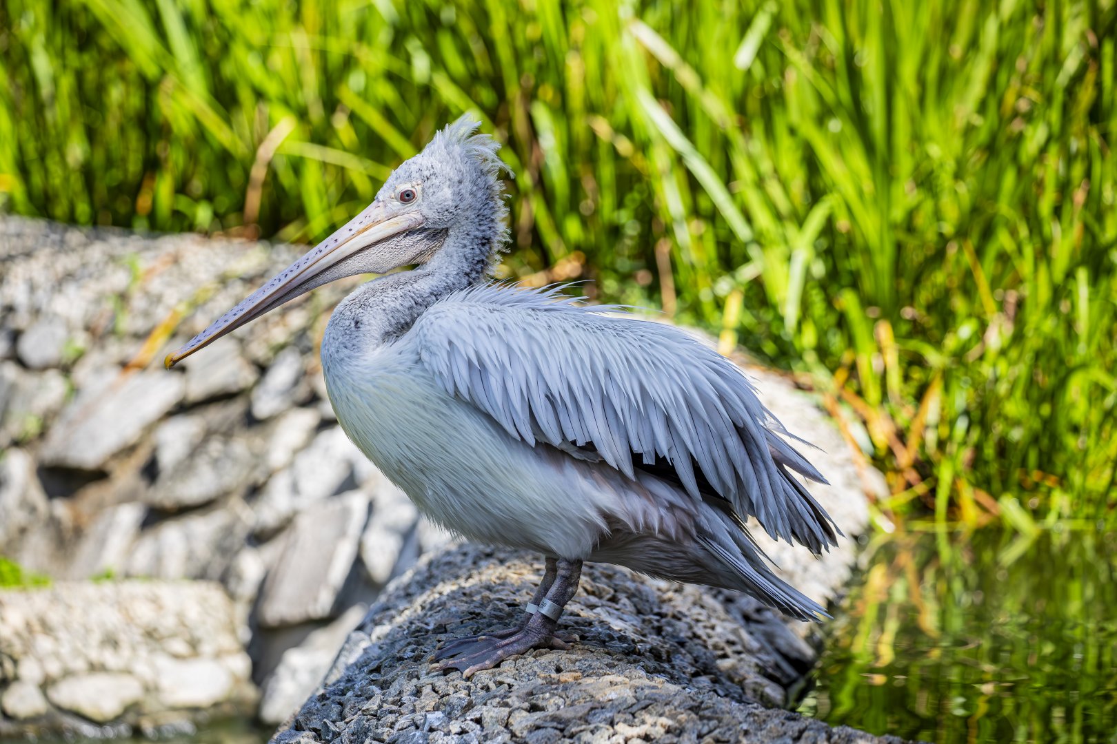 Spot-billed Pelican (Pelecanus philippensis)