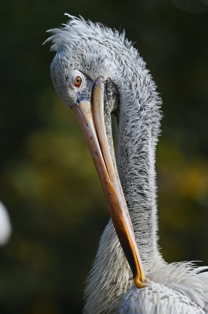 Spot-billed pelican Pelecanus philippensis