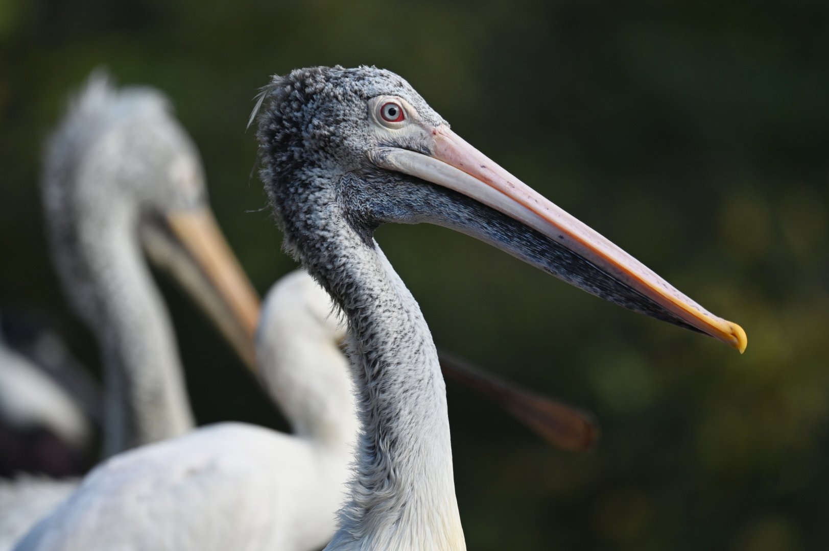 Spot-billed pelican Pelecanus philippensis
