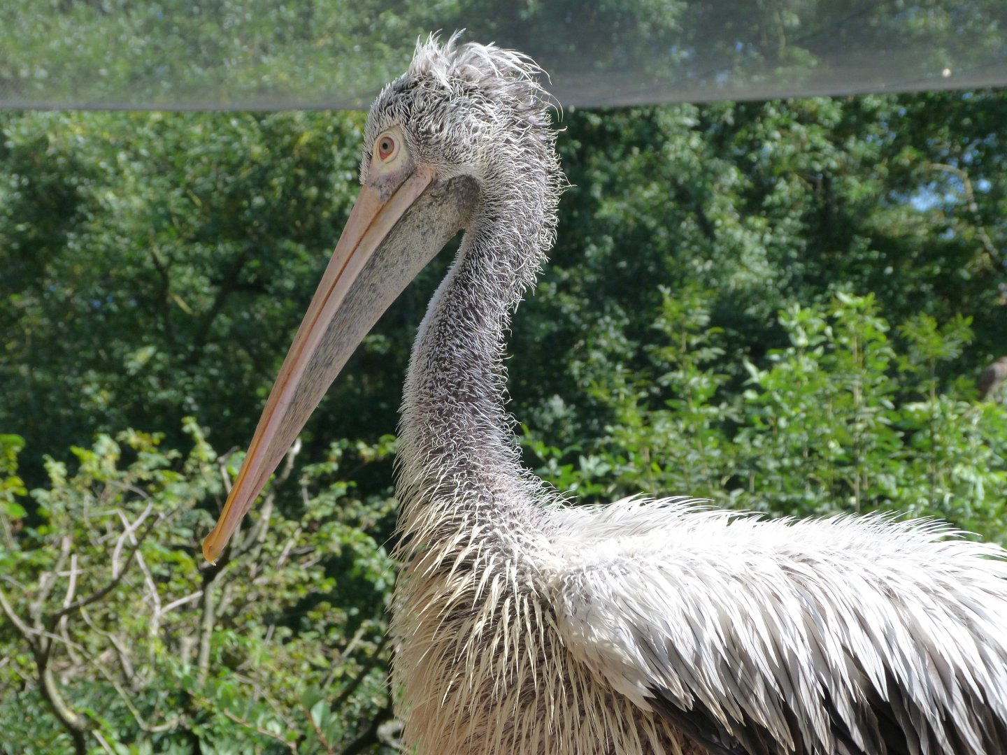 Spot-billed pelican -Zoo Praha (2025)
