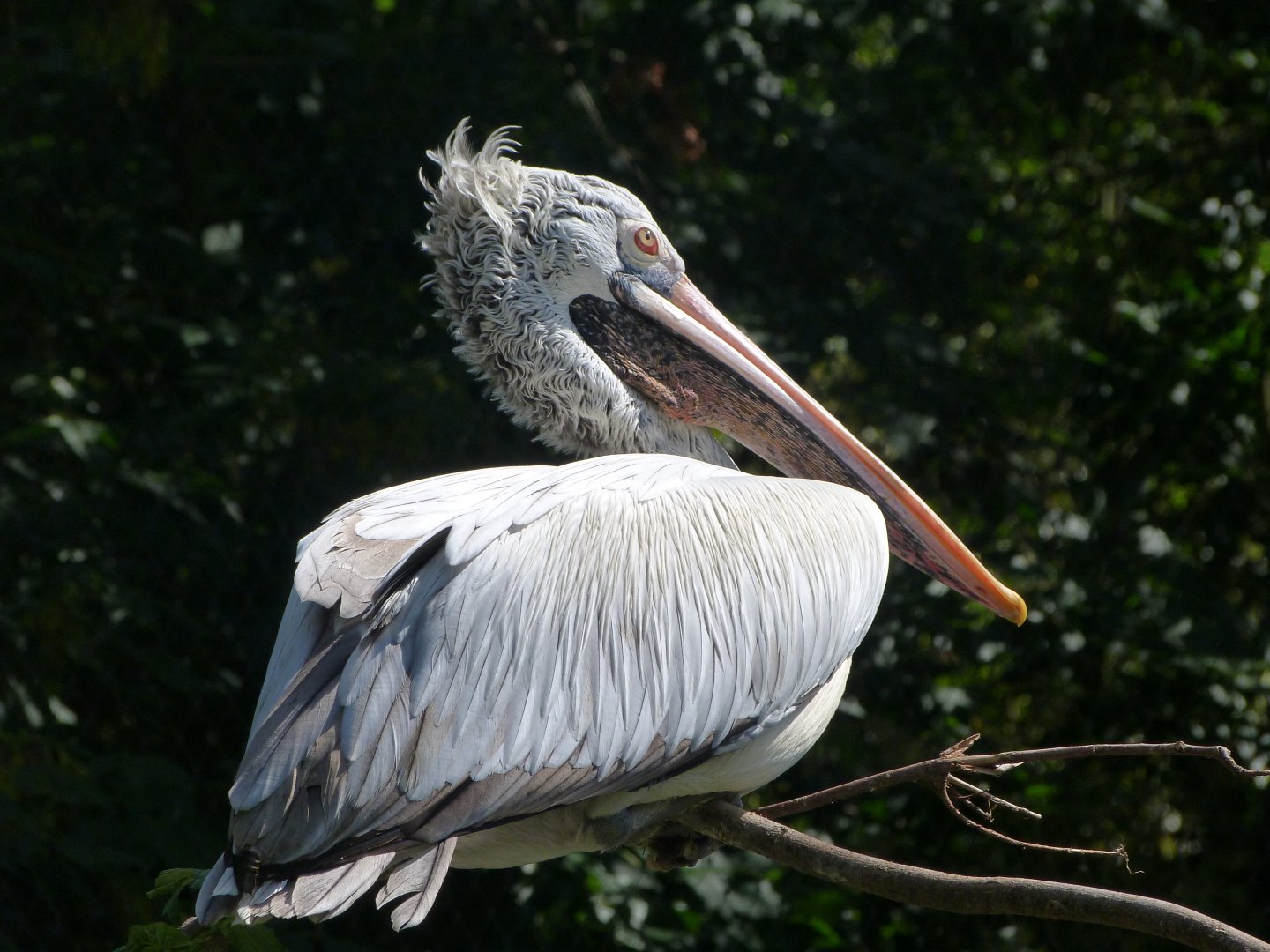 Spot-billed pelican -Zoo Praha (2025)