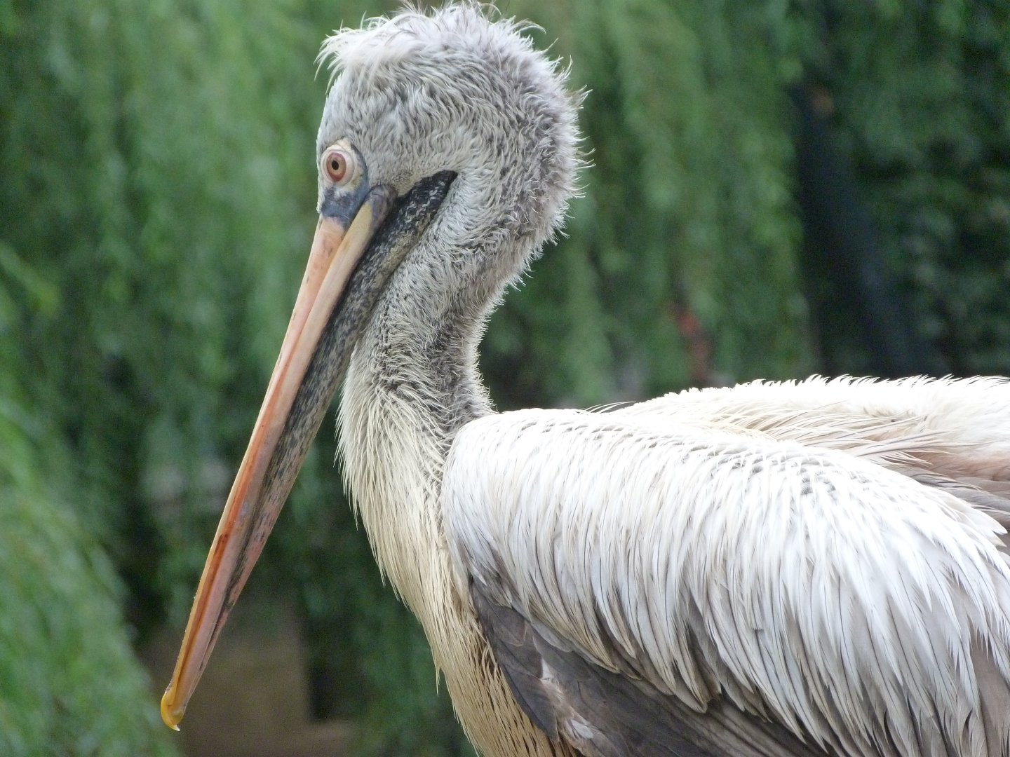 Spot-billed pelican -Zoo Praha (2025)