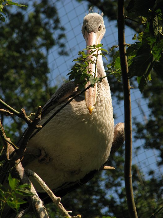 Spot-billed pelican