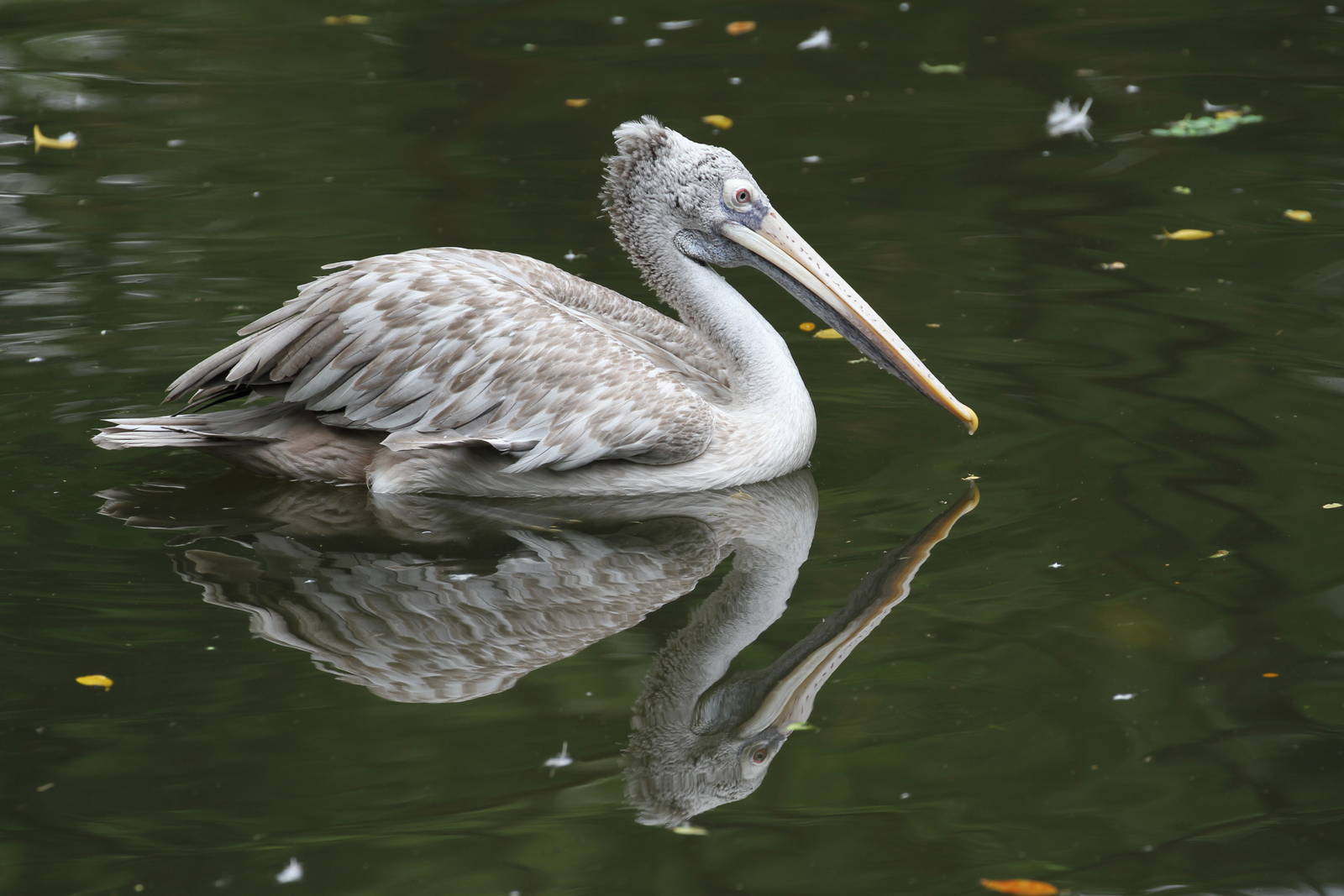 Spot-billed Pelican