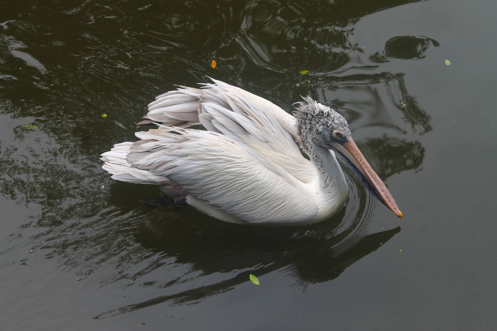 Spot-billed Pelican