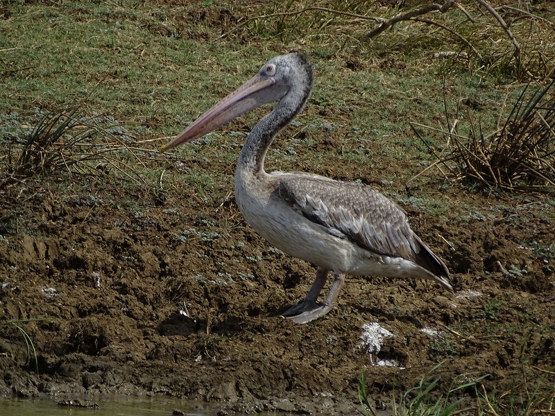 Spot-billed pelican