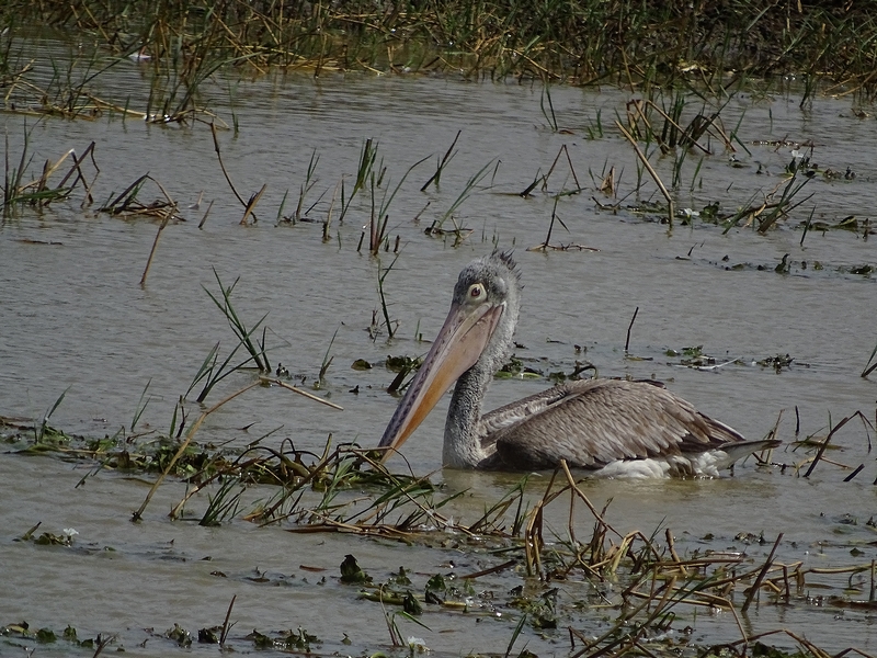 Spot-billed pelican