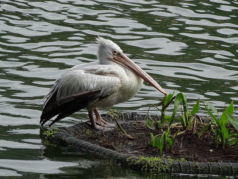 Spot-billed pelican