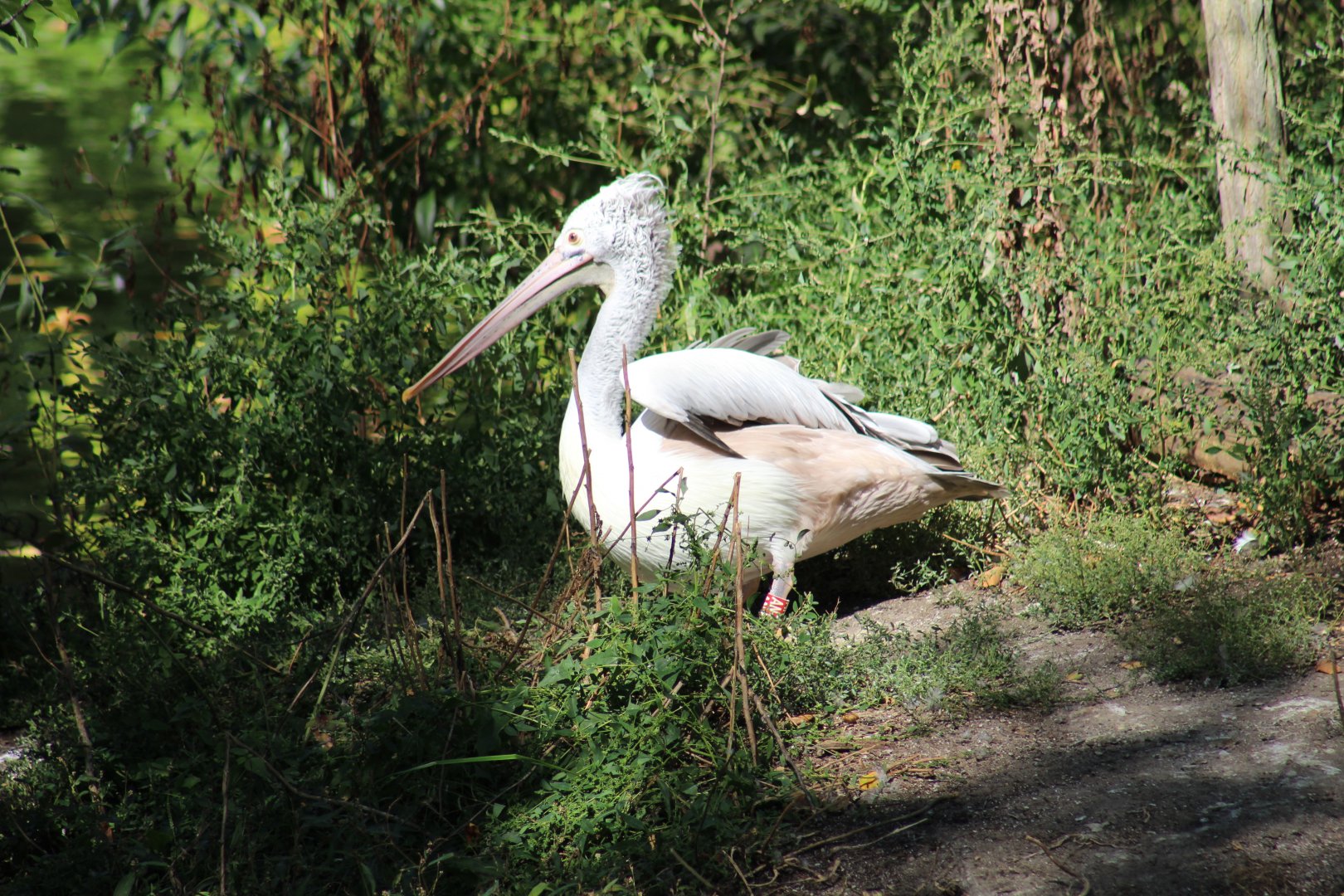 Spot-Billed Pelican