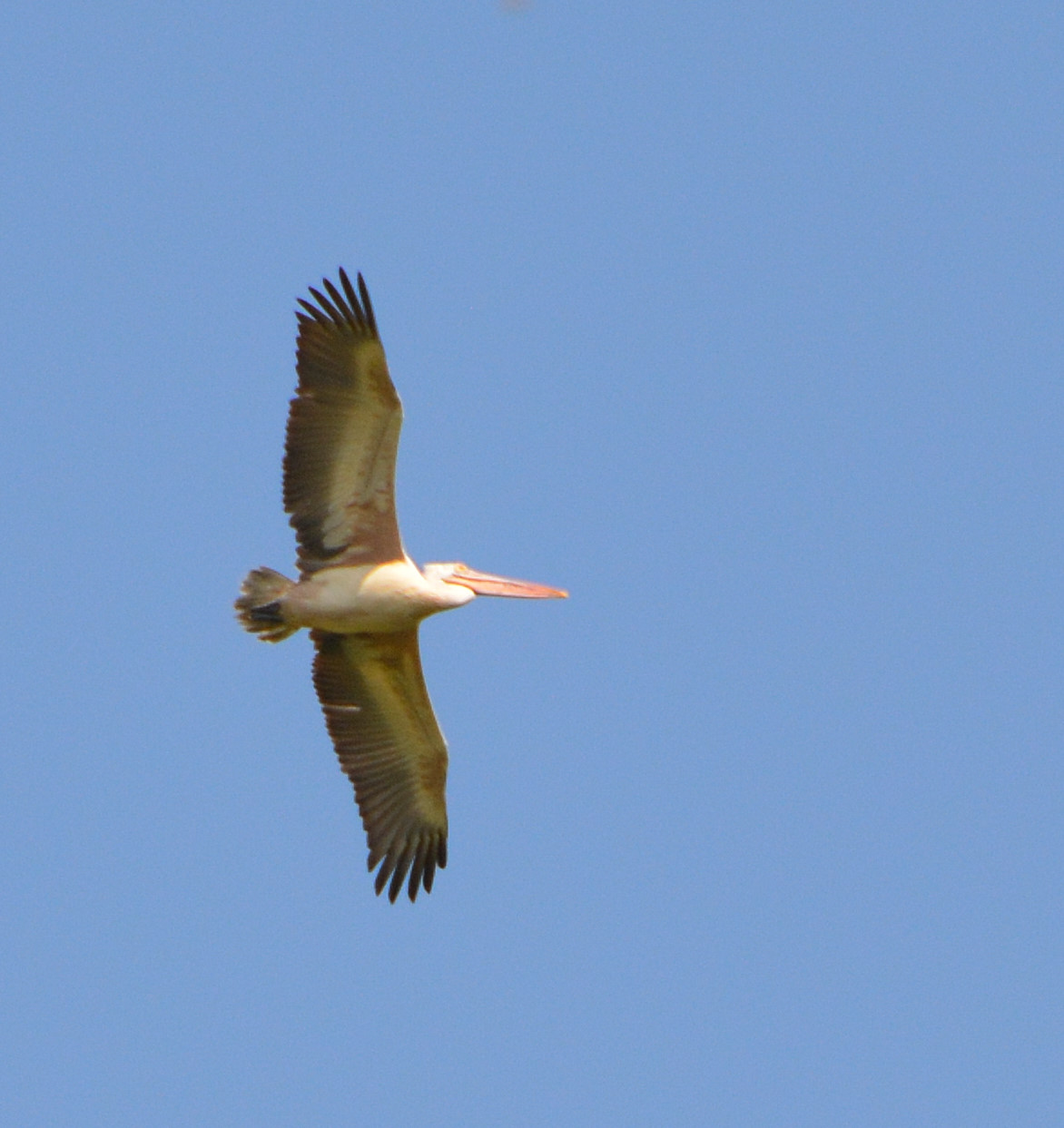Spot-billed pelican