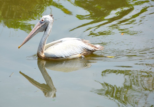 Spot-billed pelican