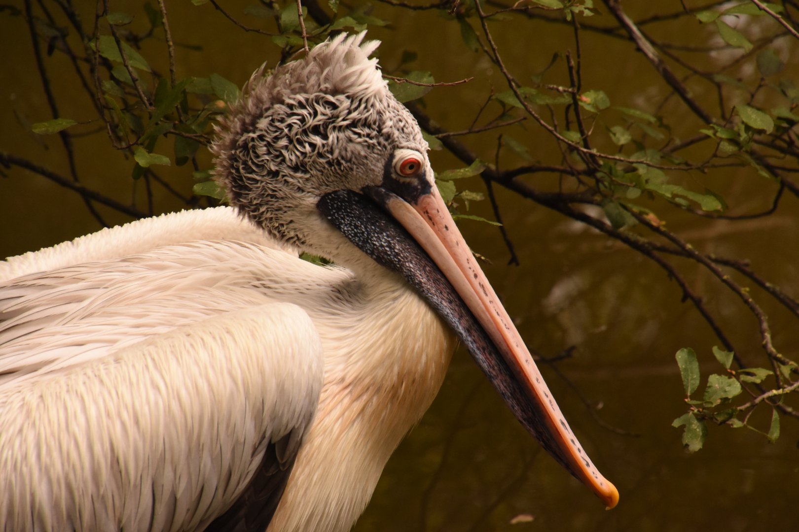 Spot-billed Pelican