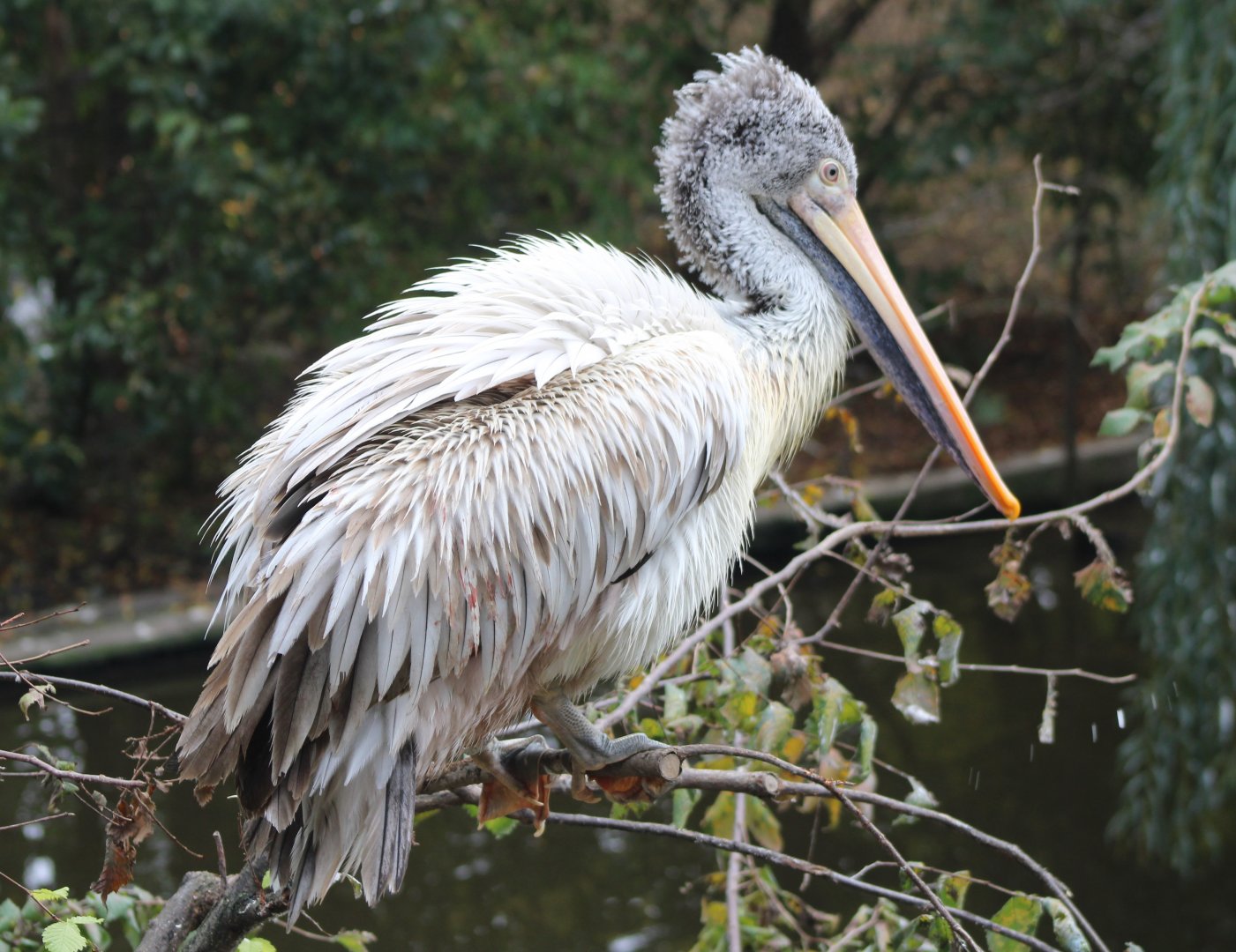 Spot-billed pelican