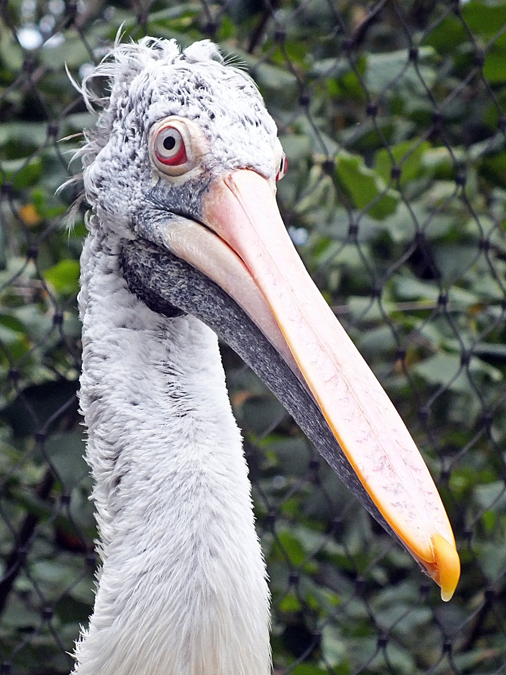 Spot-billed pelican